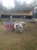 ������������� �����������