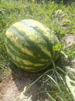 ������������� �����������